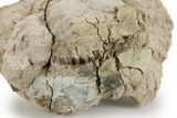 Bargain, Fossil Oreodont (Merycoidodon) Skull - South Dakota #249271-1